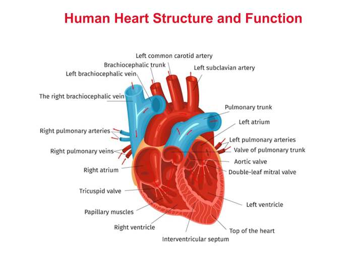 Human Heart Anatomy Vector Diagram Stock Vector (Royalty, 57% OFF Heart shaped diamond necklace