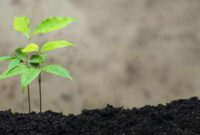 Eco-friendly fashion brands